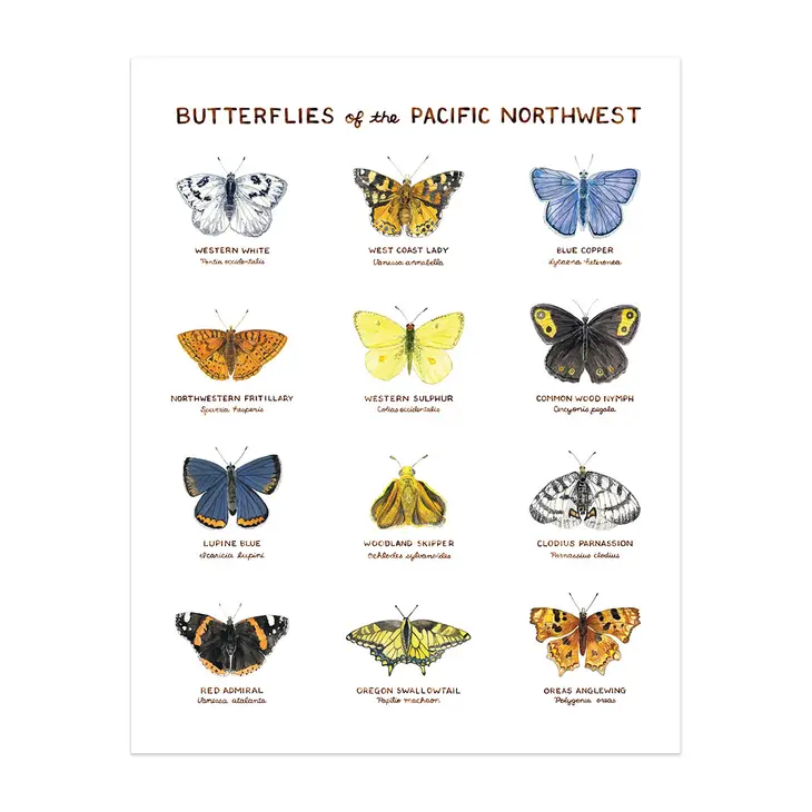 Butterflies of the Pacific Northwest 11"x14" Art Print - Image 2