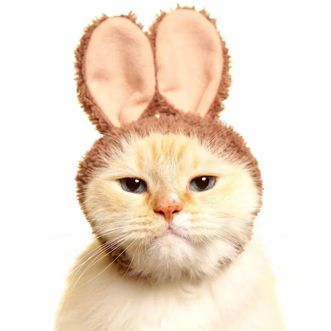 Cat Cap Rabbit - Image 2