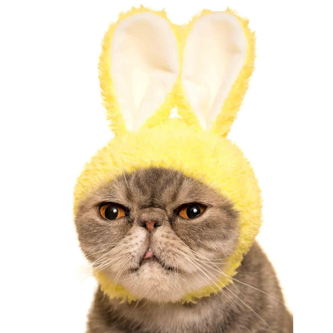 Cat Cap Rabbit - Image 3