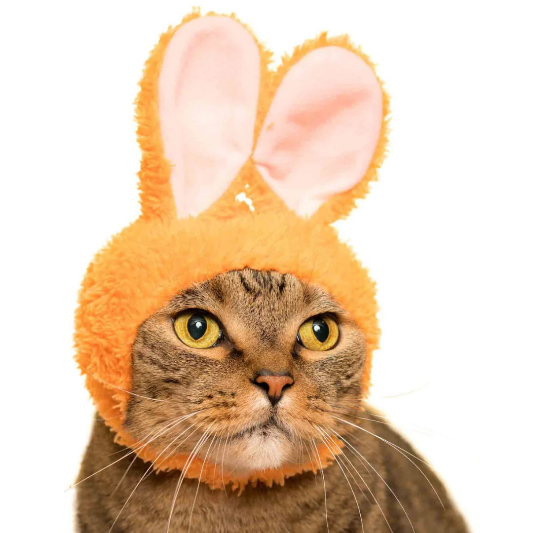 Cat Cap Rabbit - Image 4