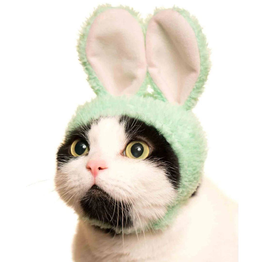 Cat Cap Rabbit - Image 5