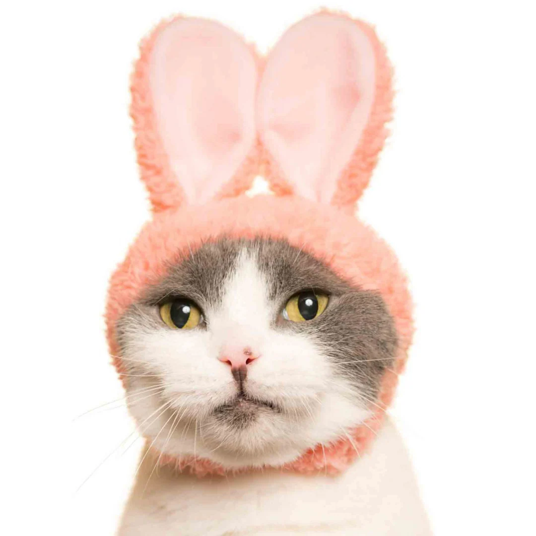 Cat Cap Rabbit - Image 6