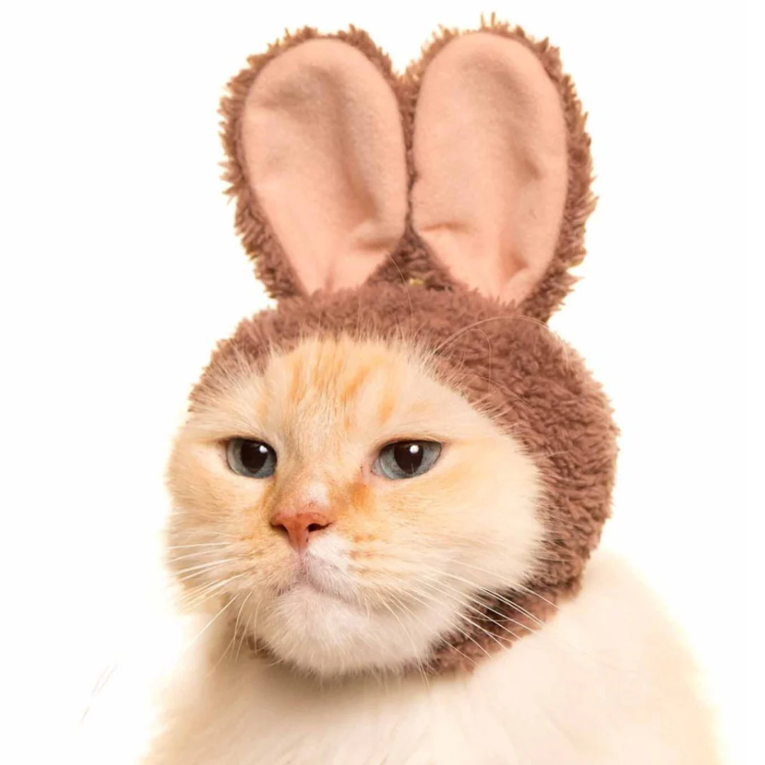 Cat Cap Rabbit - Image 7