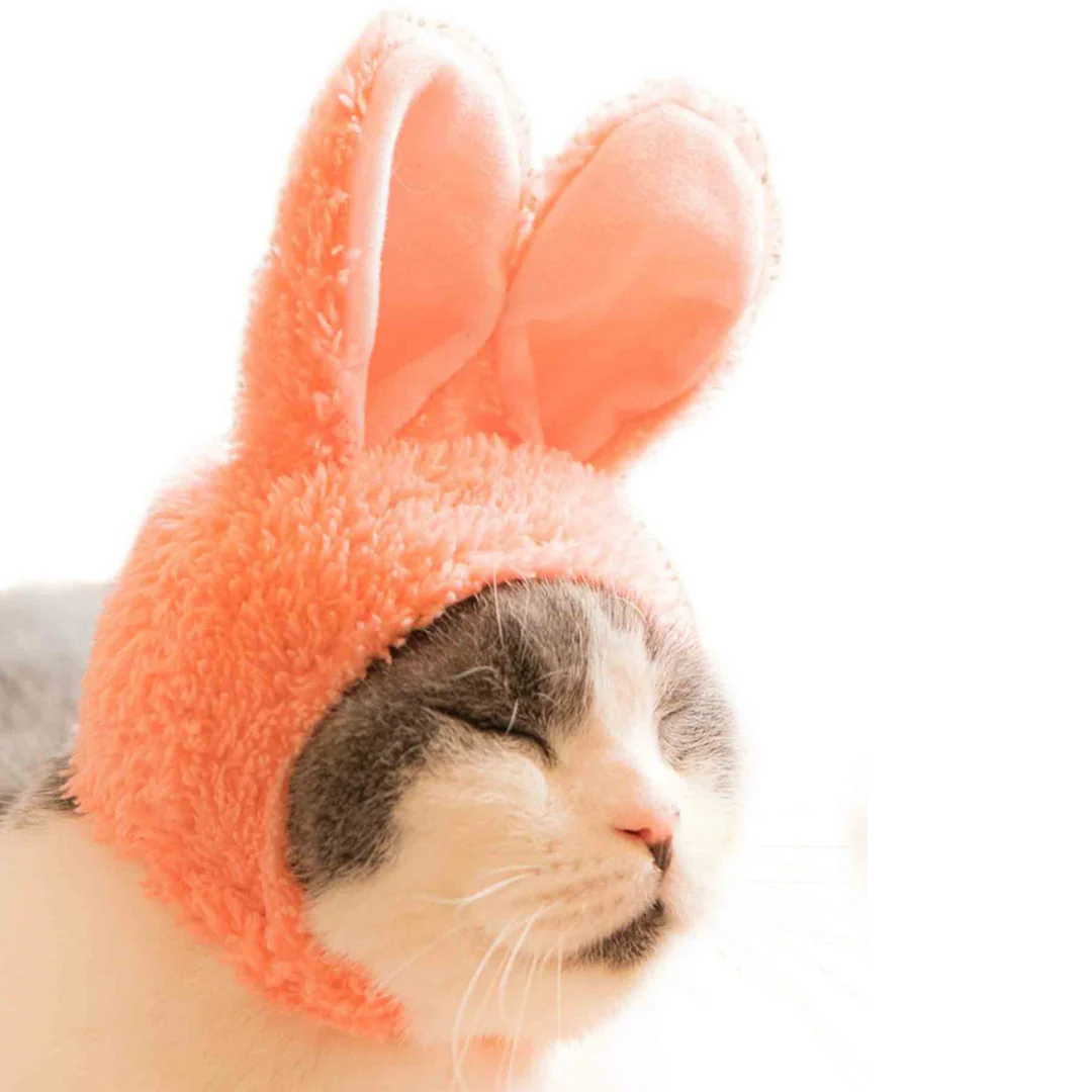 Cat Cap Rabbit - Image 8