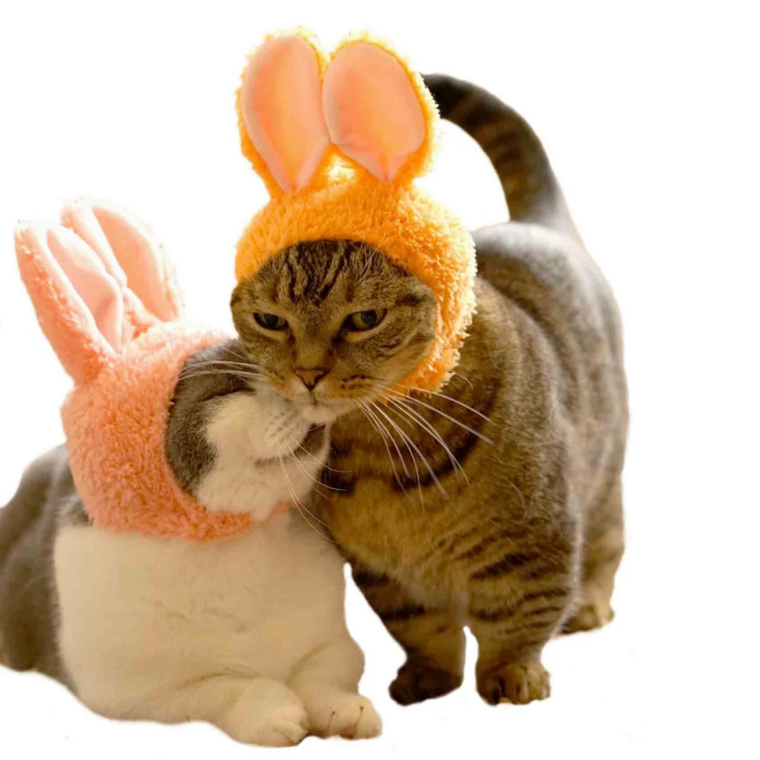 Cat Cap Rabbit - Image 9