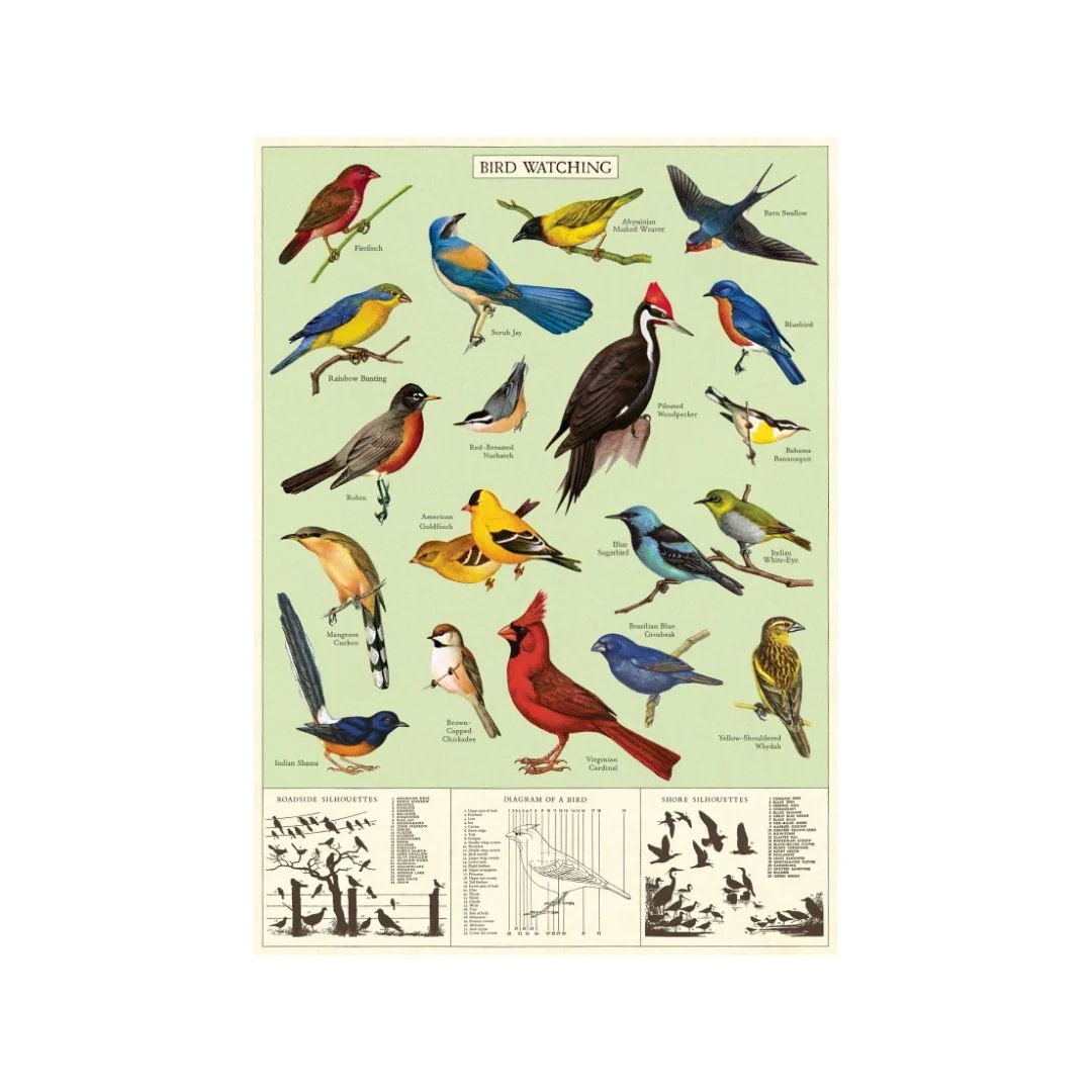 Cavallini & Co. Wrap - Study of Birds - Image 2
