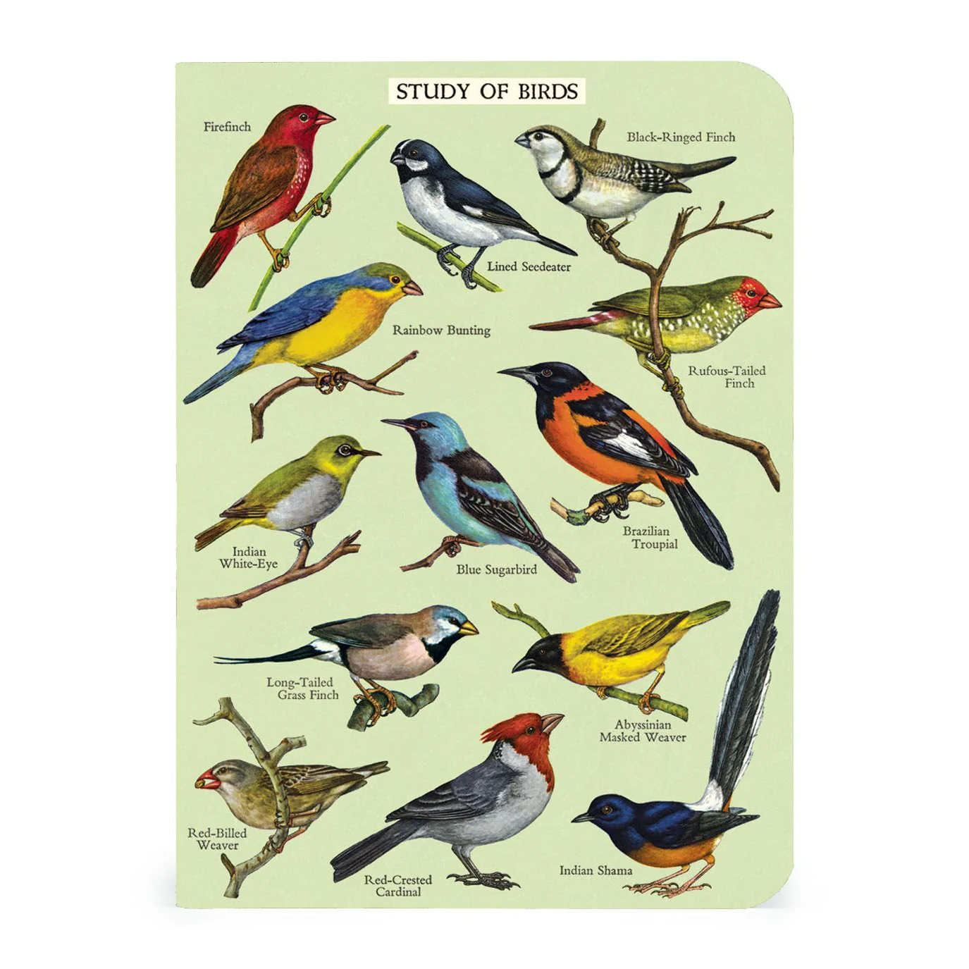 Cavallini & Co. 3 Mini Notebooks - Birdwatching - Image 2