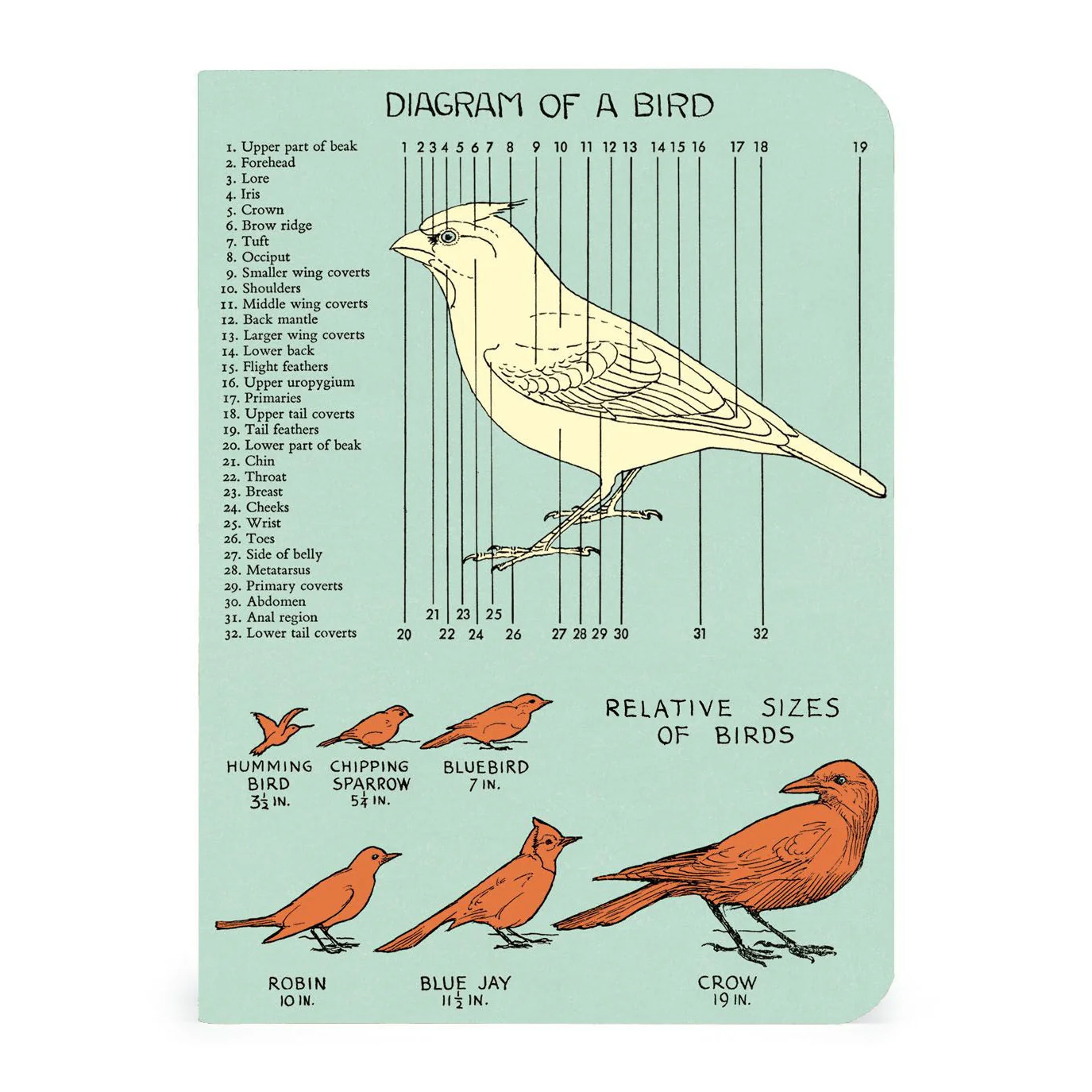 Cavallini & Co. 3 Mini Notebooks - Birdwatching - Image 3