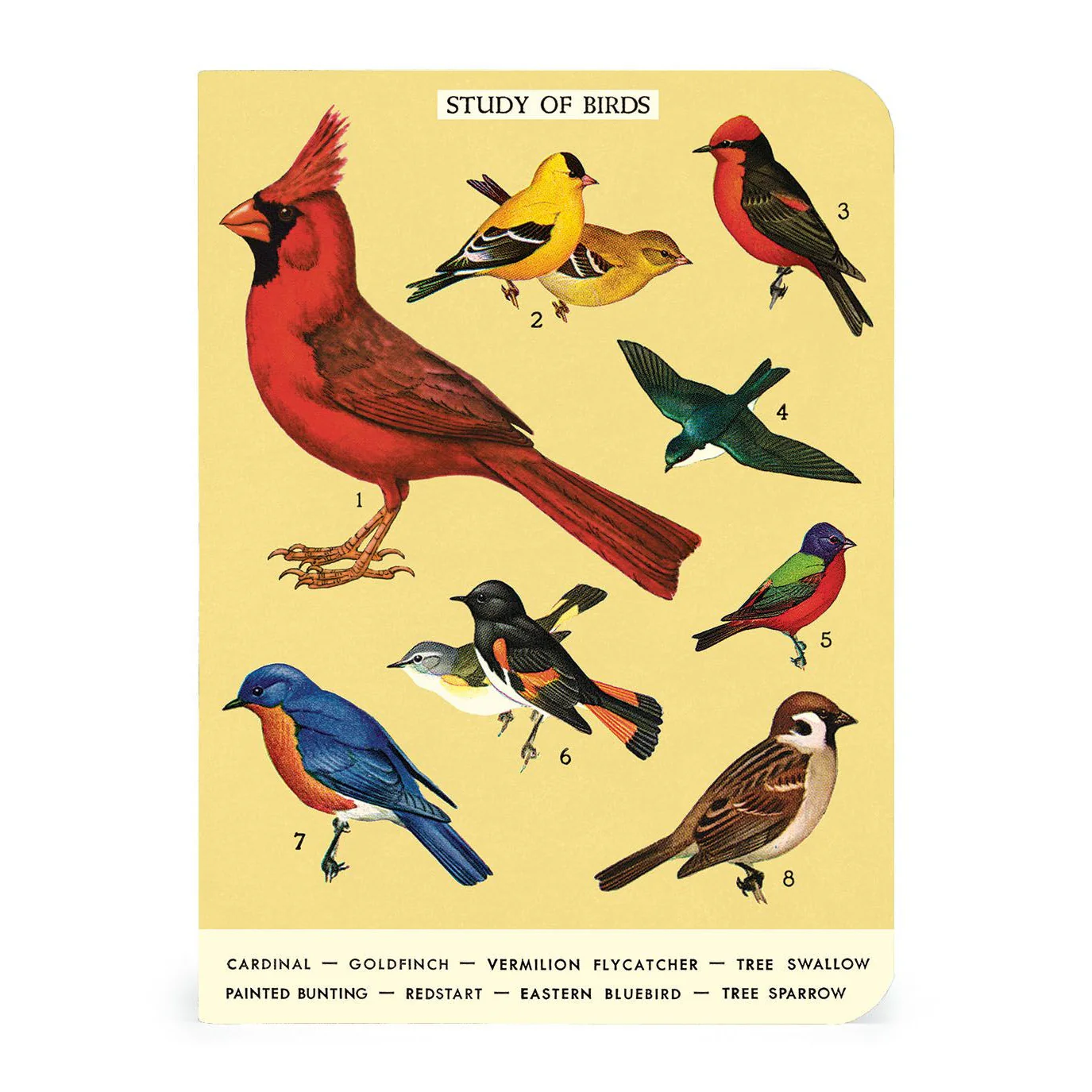 Cavallini & Co. 3 Mini Notebooks - Birdwatching - Image 4
