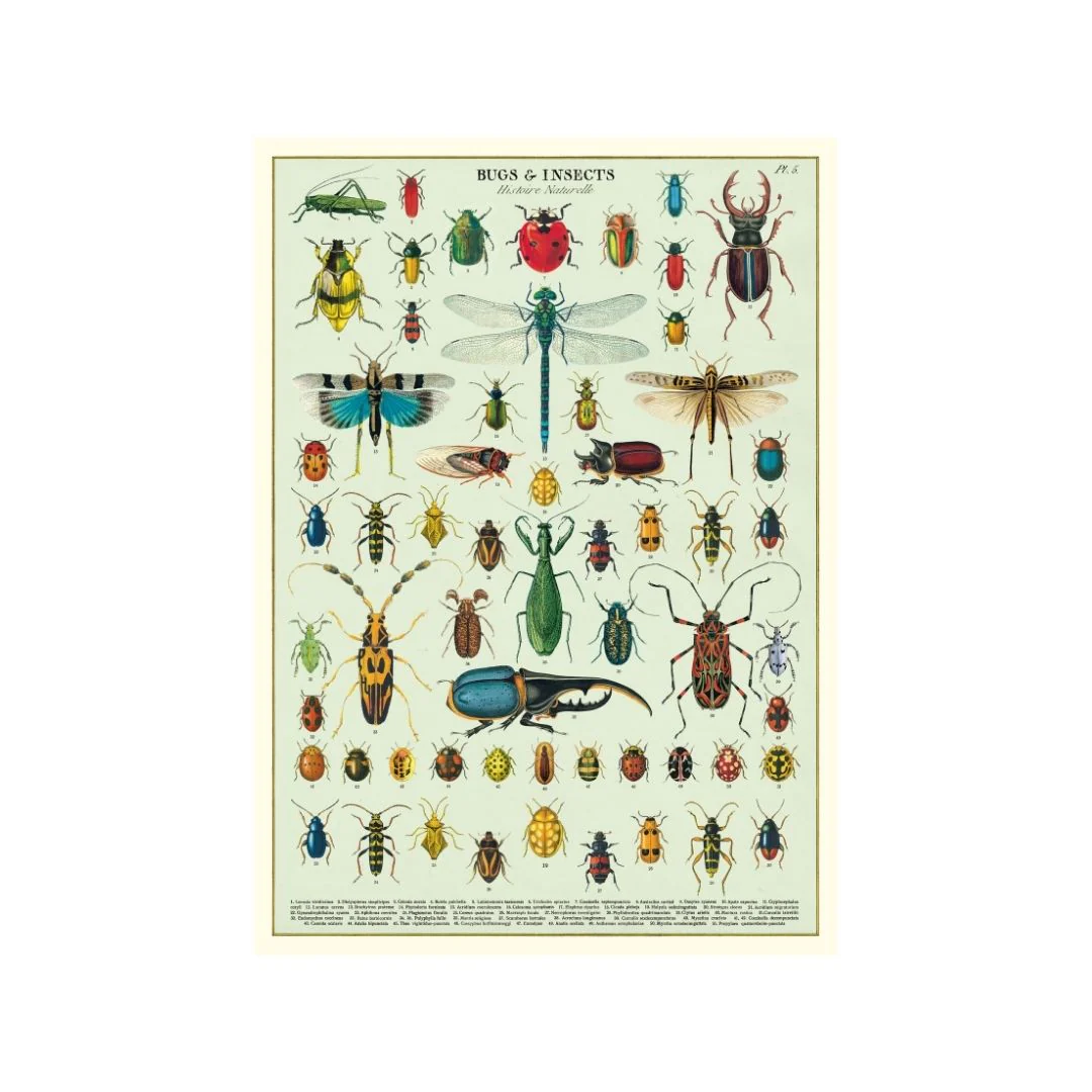 Cavallini & Co. Wrap - Bugs & Insects - Image 2