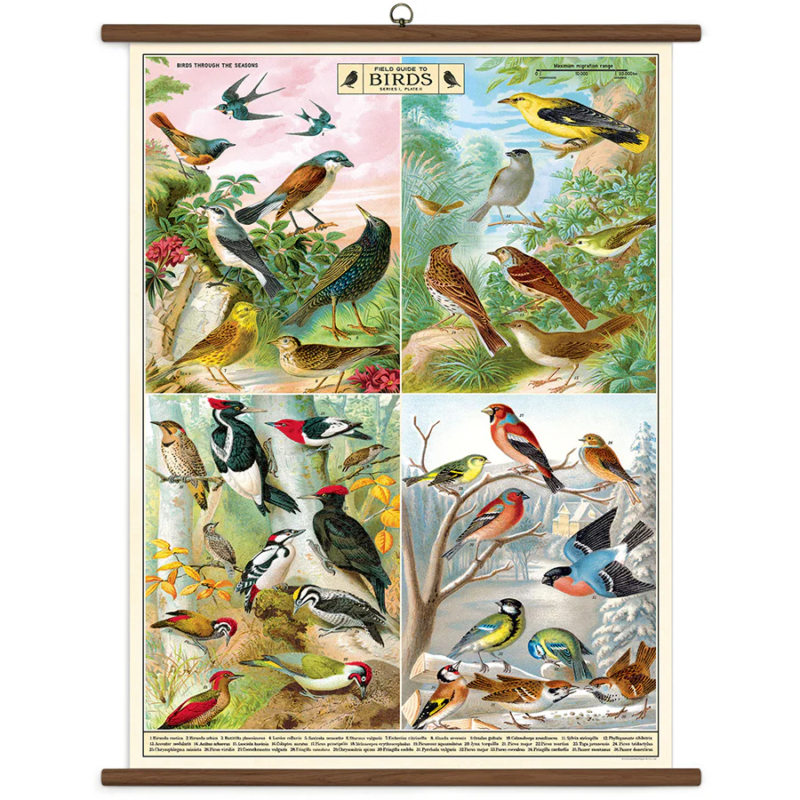 Cavallini & Co. Vintage School Chart - Field Guide to Birds