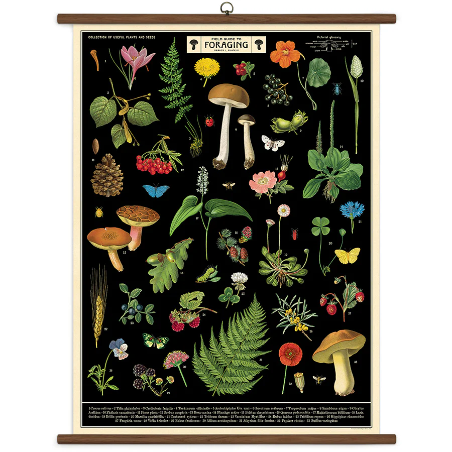 Cavallini & Co. Vintage School Chart - Field Guide to Foraging