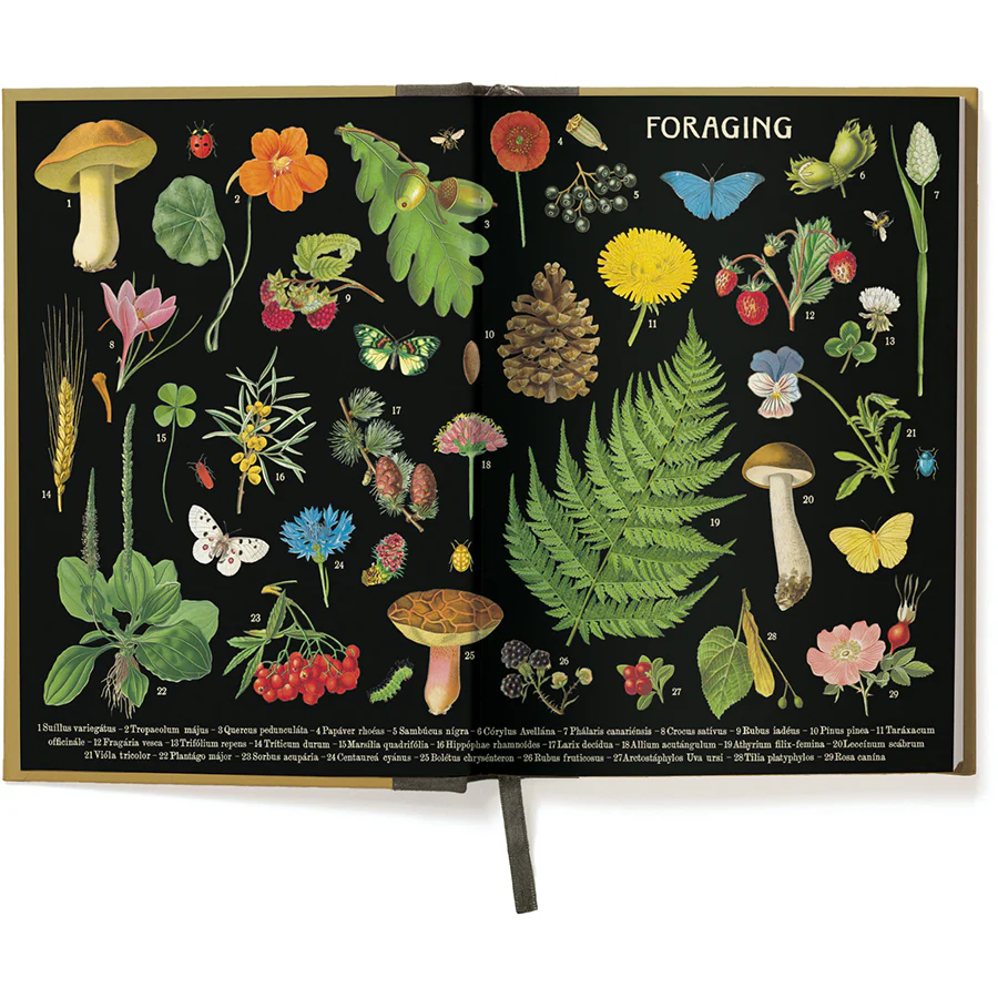 *Coming Soon Spring 2026* Cavallini & Co. Window Journal- Foraging - Image 3