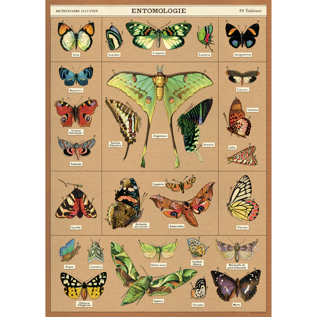 Cavallini & Co. Wrap - Entomology