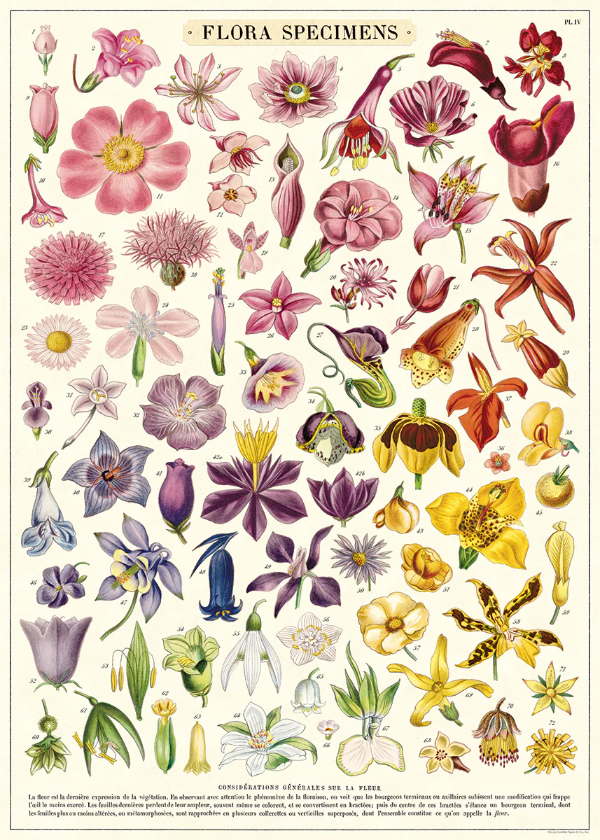 Cavallini & Co. Wrap - Flora Specimens - Image 2