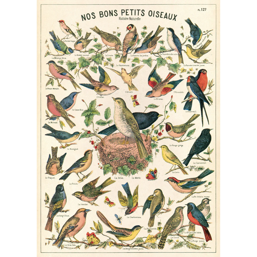 Cavallini & Co. Wrap - Bird Chart