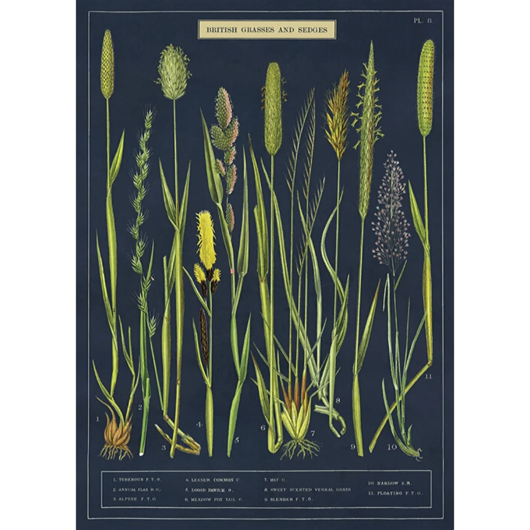 Cavallini & Co. Wrap - Grasses & Sedges