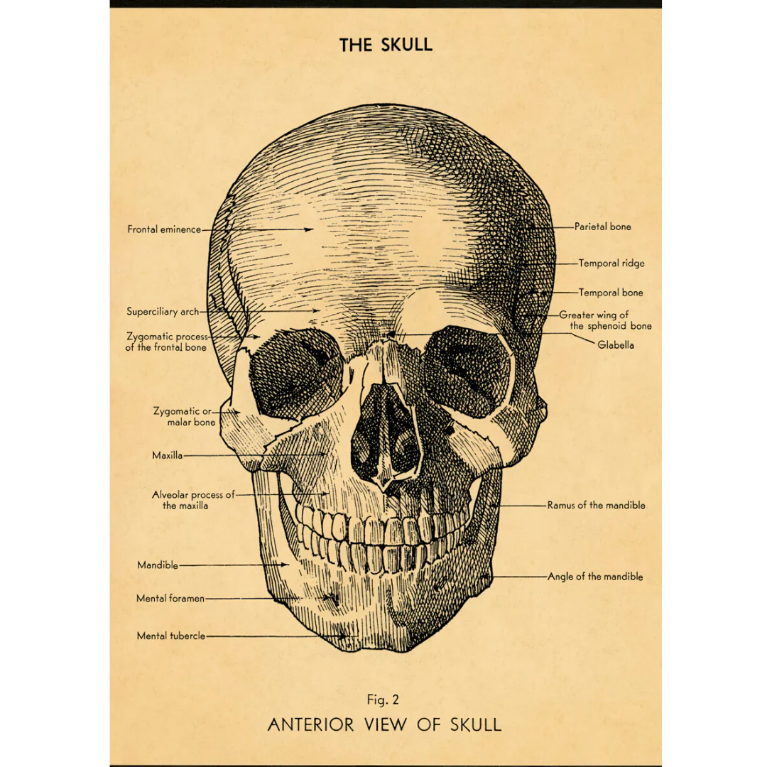 Cavallini & Co. Wrap - Skull