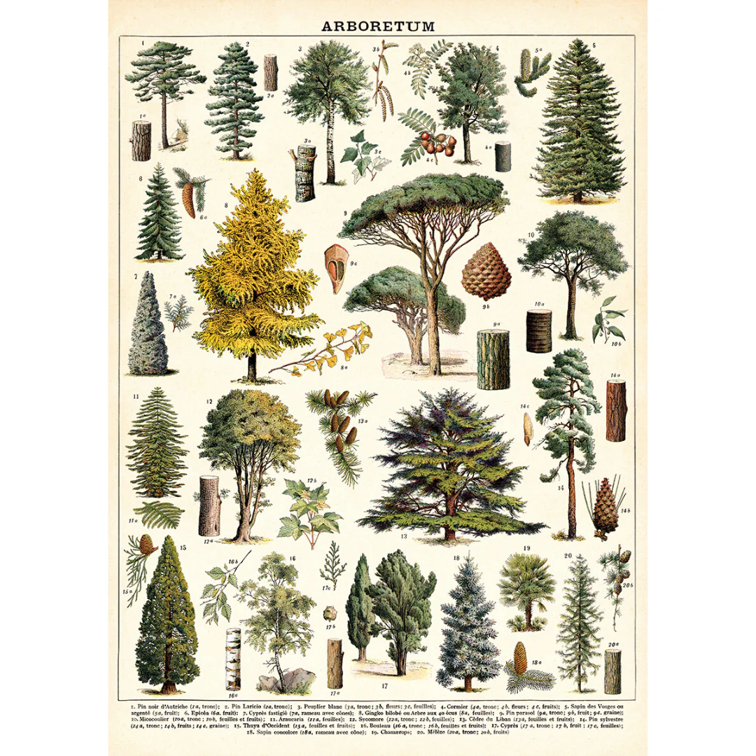 Cavallini & Co. Wrap - Tree