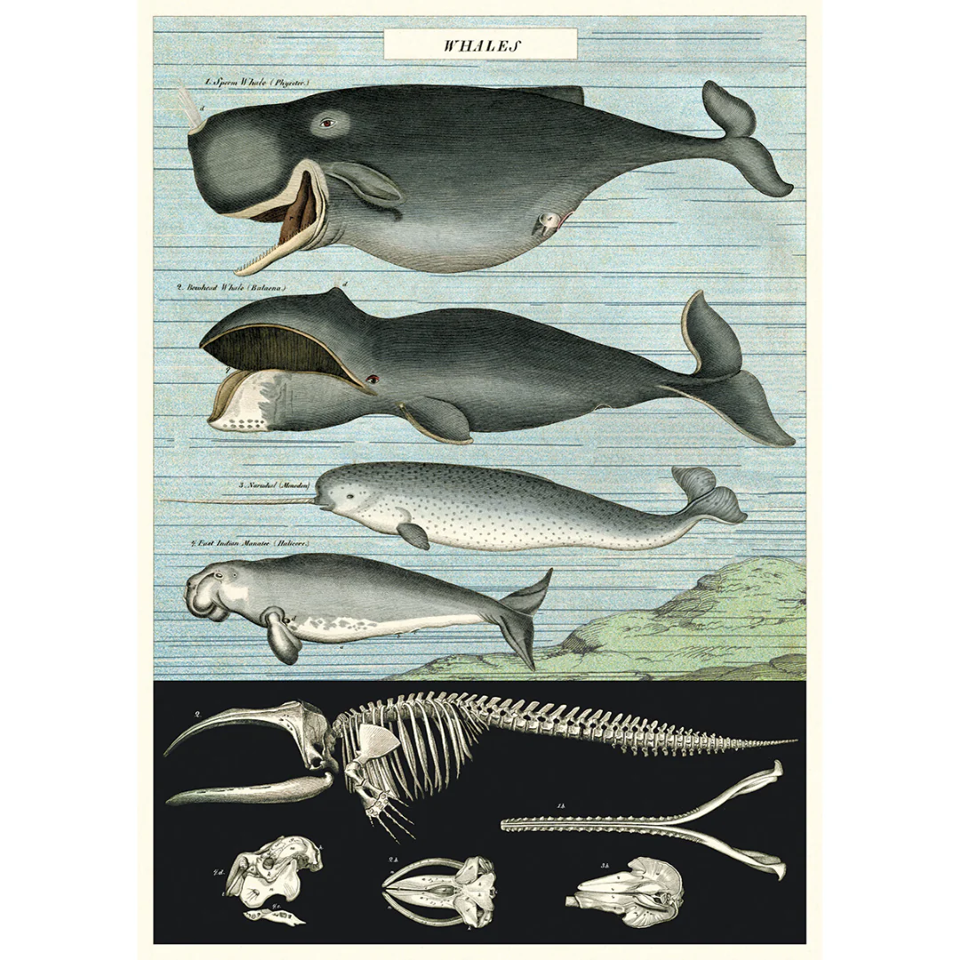 Cavallini & Co. Wrap - Whales