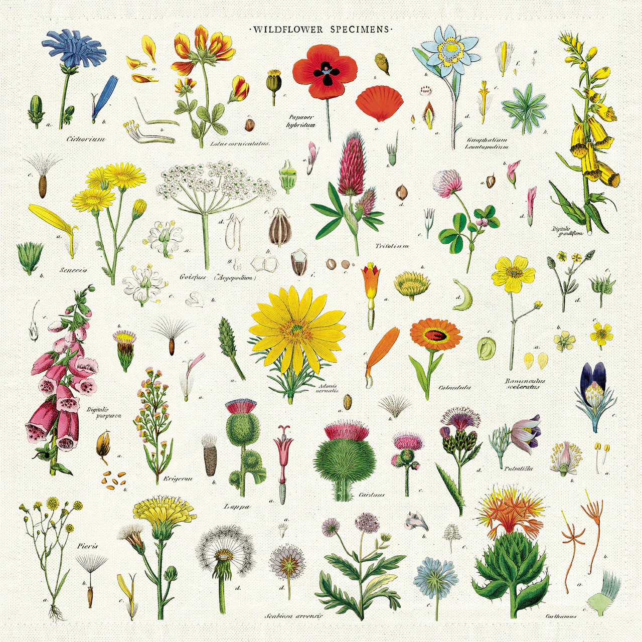 Cavallini & Co. Cloth Napkin Set of 4 - Wildflowers