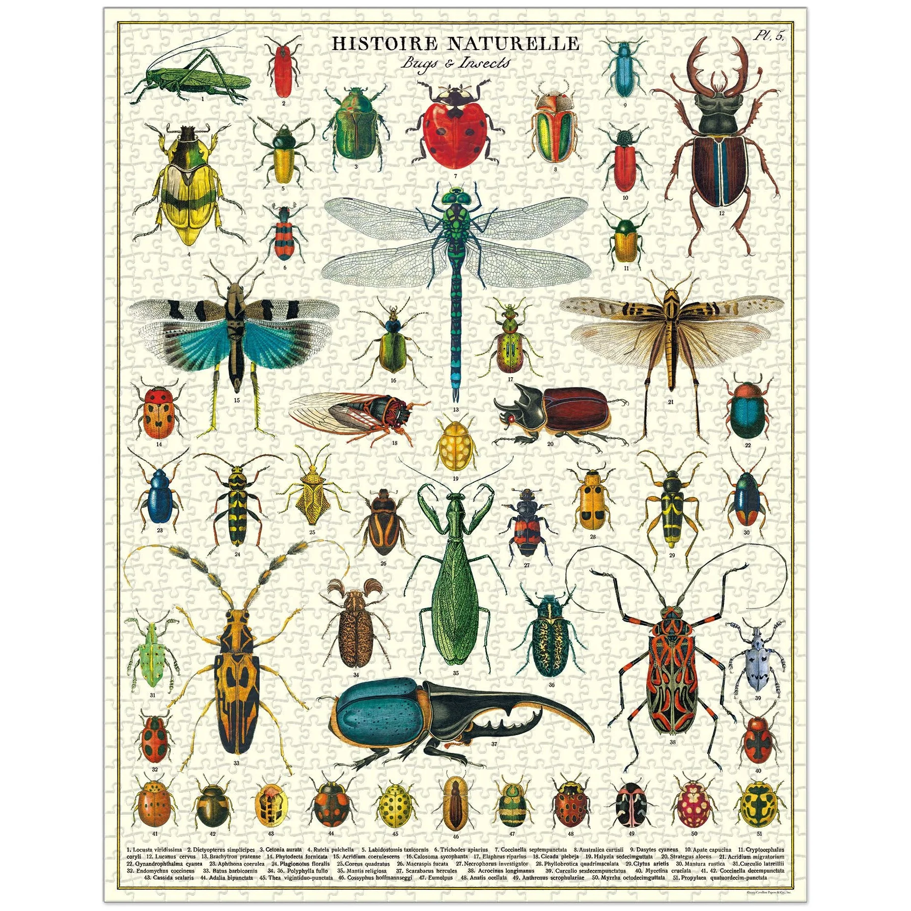 Cavallini & Co. 1000 Piece Puzzle - Bugs & Insects - Image 2