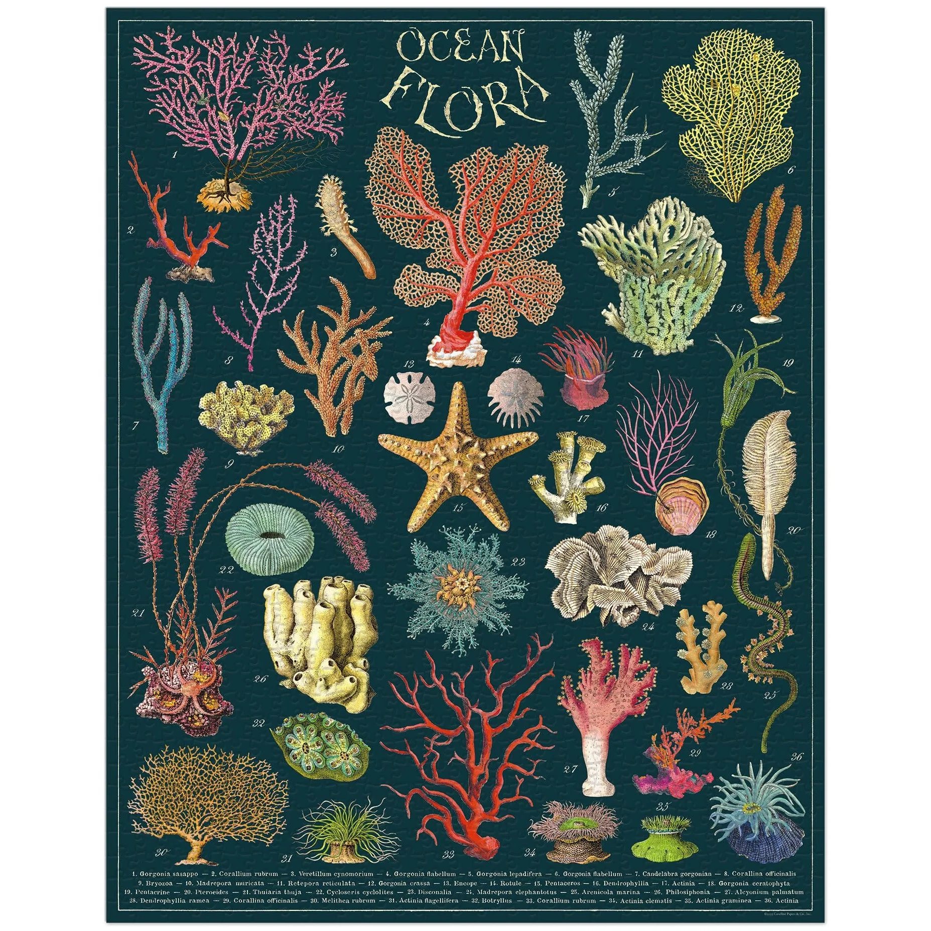 Cavallini & Co.  1000 Piece Puzzle - Ocean Flora - Image 3
