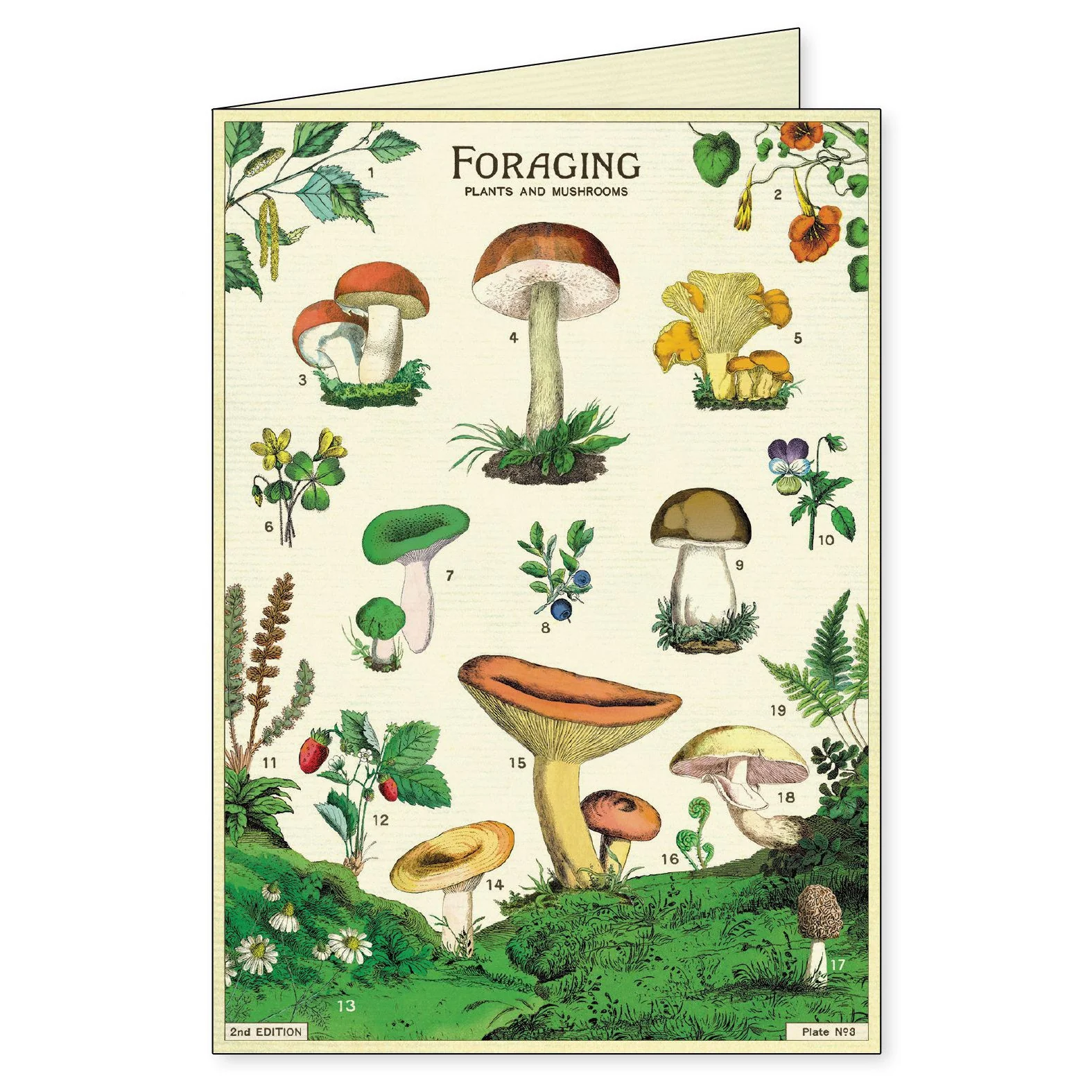 Cavallini & Co. Boxed Note Cards - Foraging - Image 3