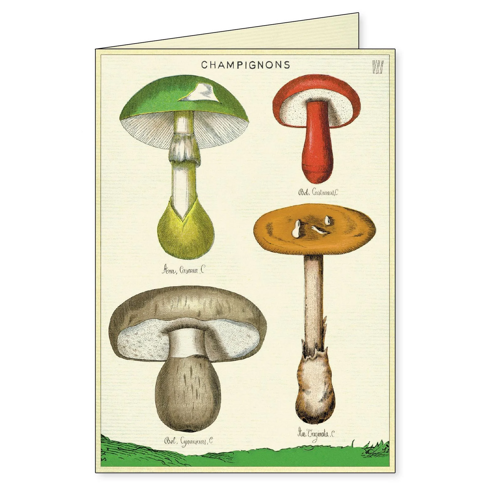 Cavallini & Co. Boxed Note Cards - Foraging - Image 4
