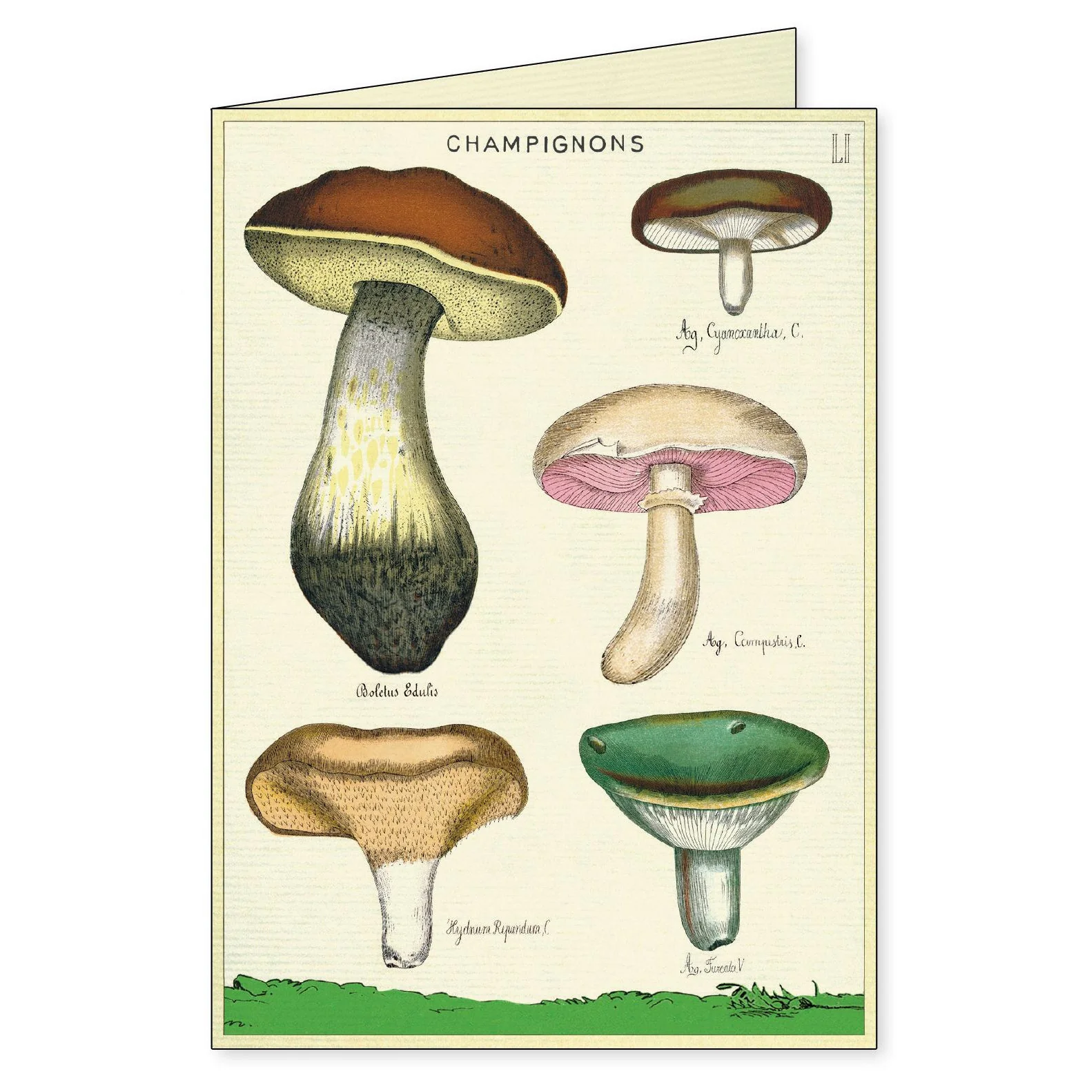 Cavallini & Co. Boxed Note Cards - Foraging - Image 5