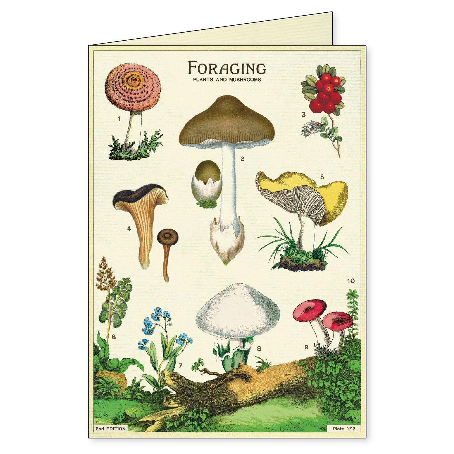 Cavallini & Co. Boxed Note Cards - Foraging - Image 6