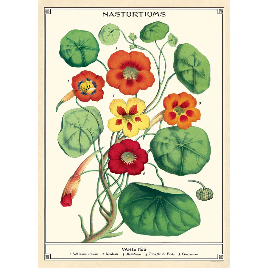 Cavallini & Co. Wrap - Nasturtiums