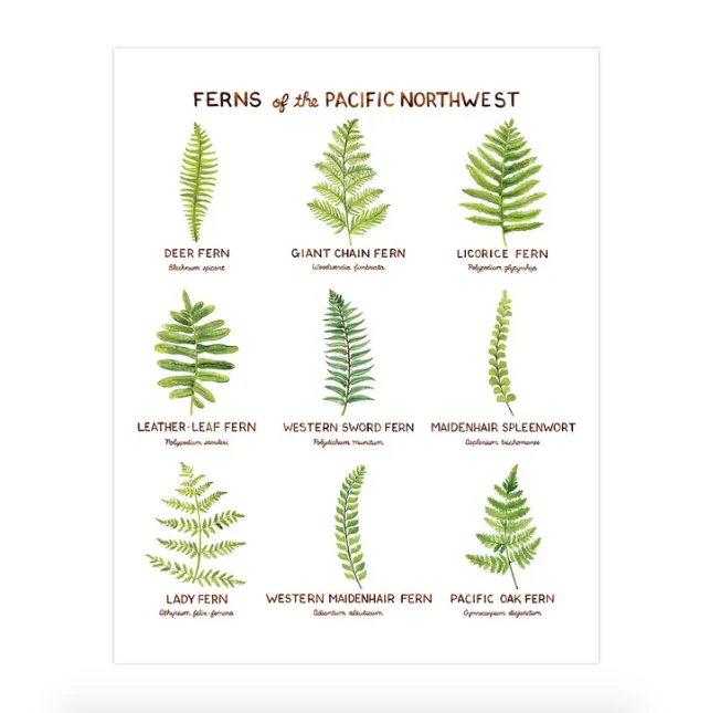 Ferns of the Pacific Northwest 11"x14" Art Print - Image 2