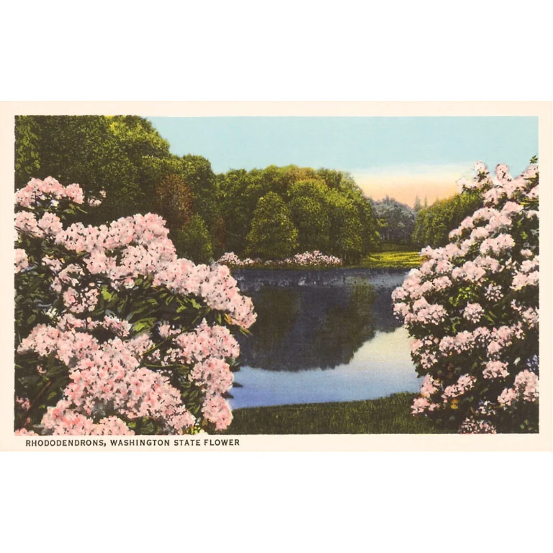 Rhododendrons Postcard