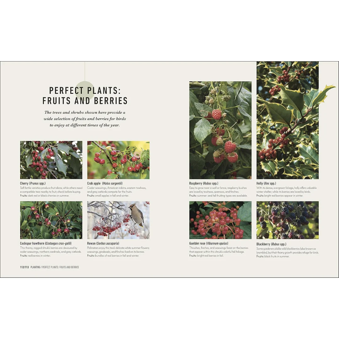 How to Attract Birds to Your Garden: Foods they like, plants they love, shelter they need - Image 2