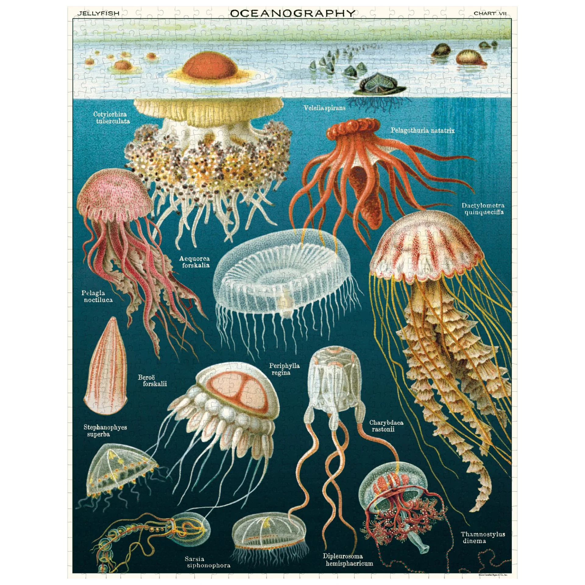 Cavallini & Co. 1000 Piece Puzzle - Jellyfish - Image 2
