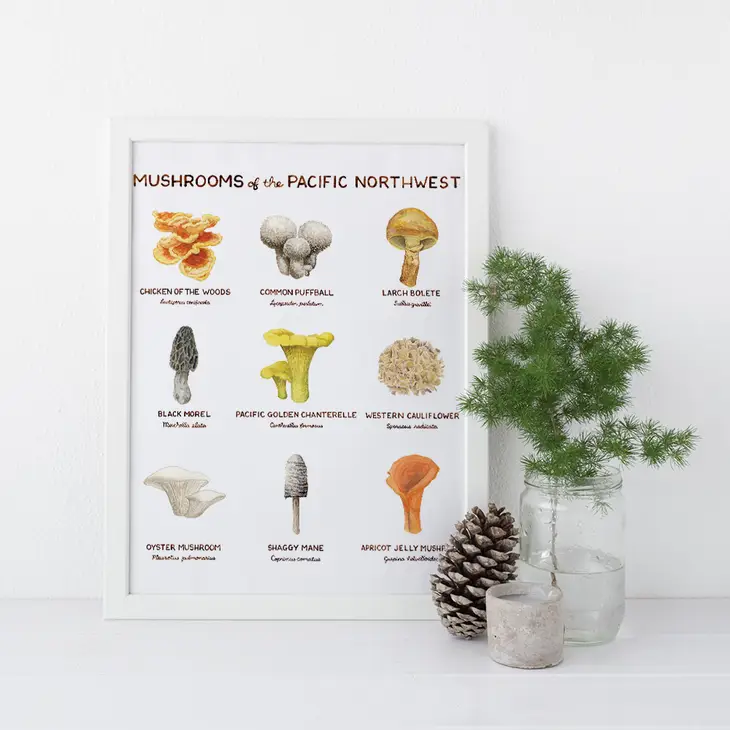 Mushrooms of Pacific Northwest 11"x14" Art Print - Image 2
