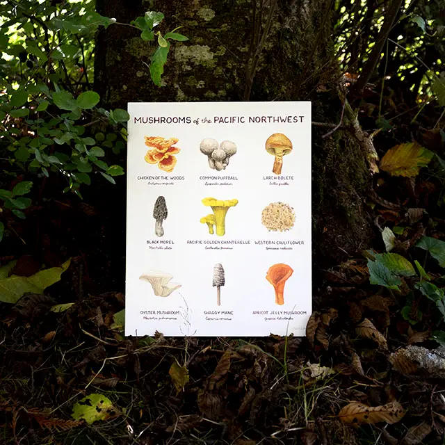 Mushrooms of Pacific Northwest 11"x14" Art Print - Image 3