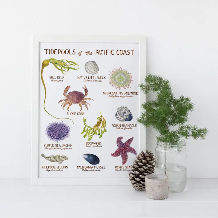 Pacific Coast Tidepools 11"x14" Art Print