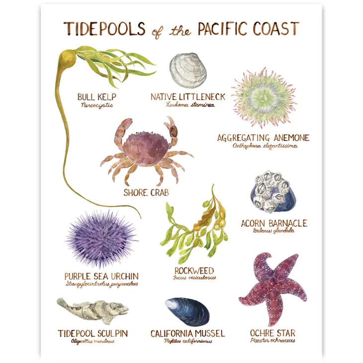Pacific Coast Tidepools 11"x14" Art Print - Image 2