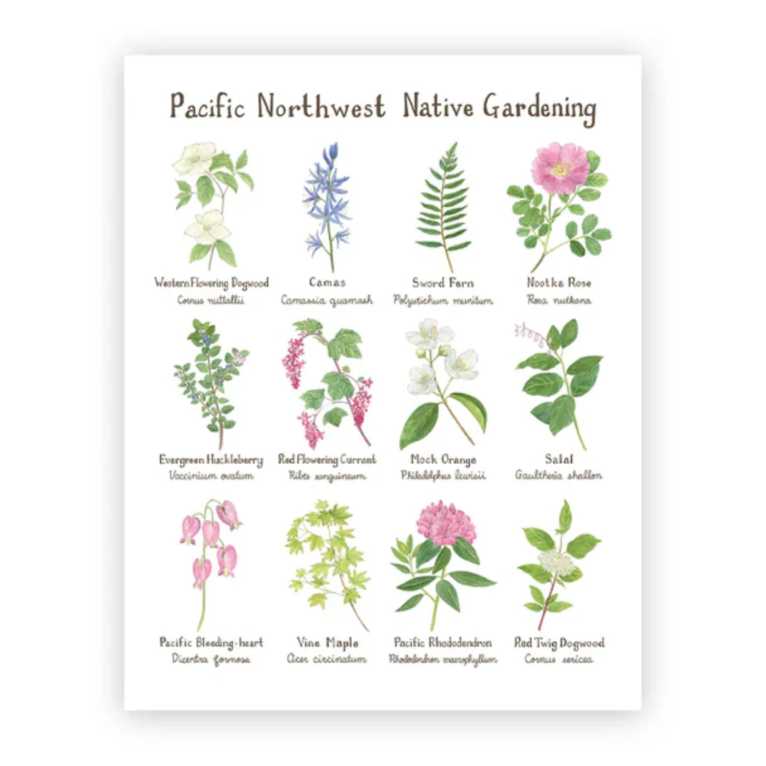 Pacific Northwest Native Gardening 11"x14" Art Print - Image 2