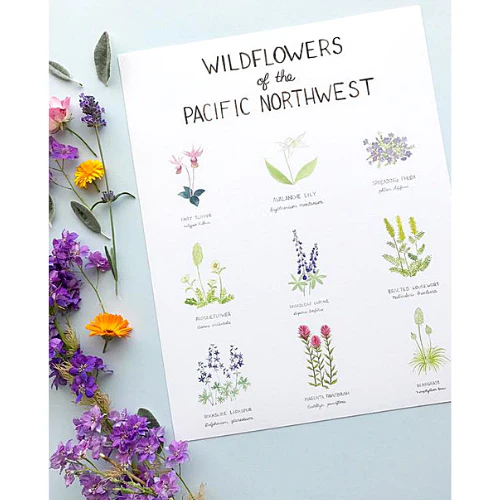 Pacific Northwest Wildflowers 11"x14" Art Print - Image 4