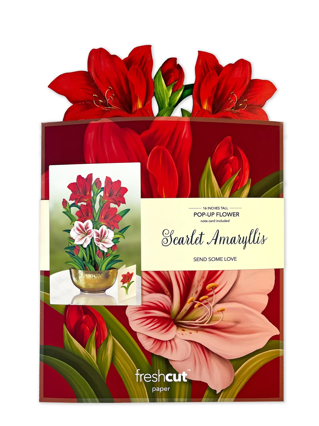 Scarlet Amaryllis FreshCut Paper Card - Image 3