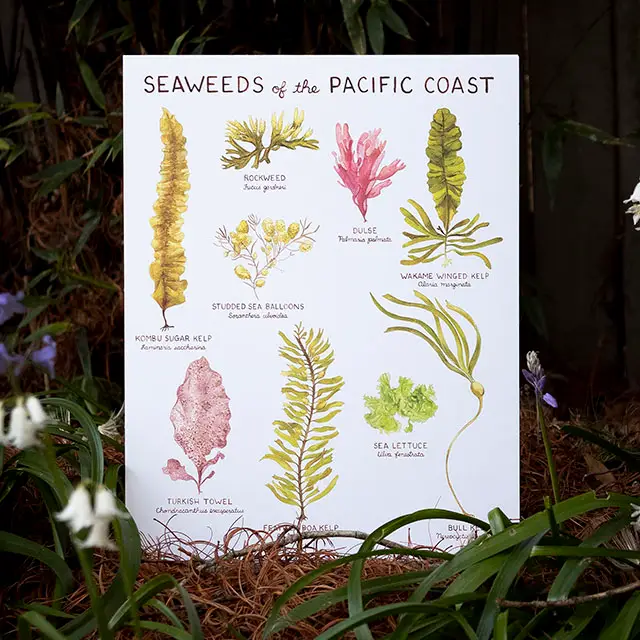 Seaweeds of the Pacific Coast 11"x14" Art Print - Image 2