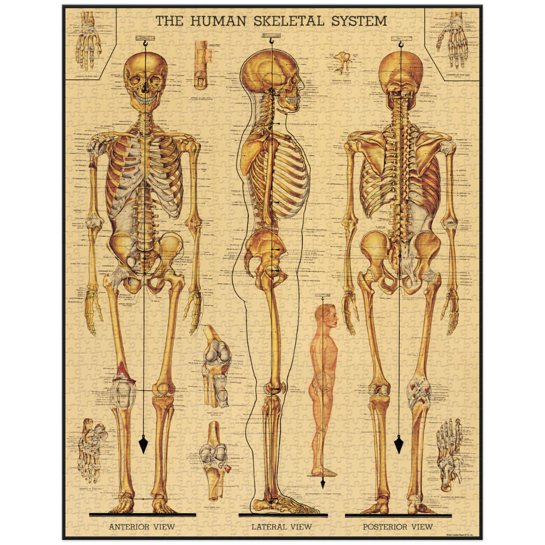 Cavallini & Co. 1000 Piece Puzzle - Skeletal System - Image 2