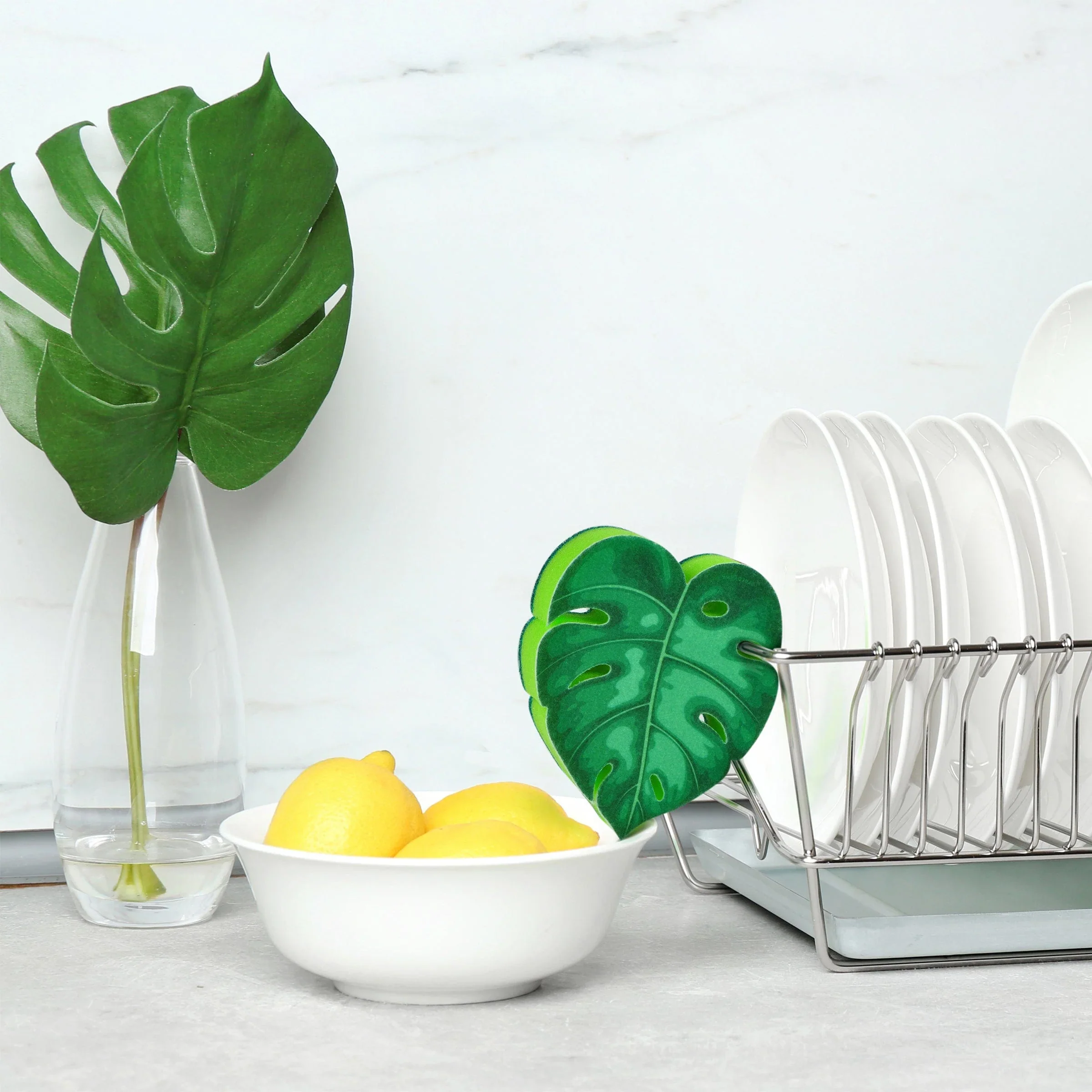 Sponges - House Plant - Image 3