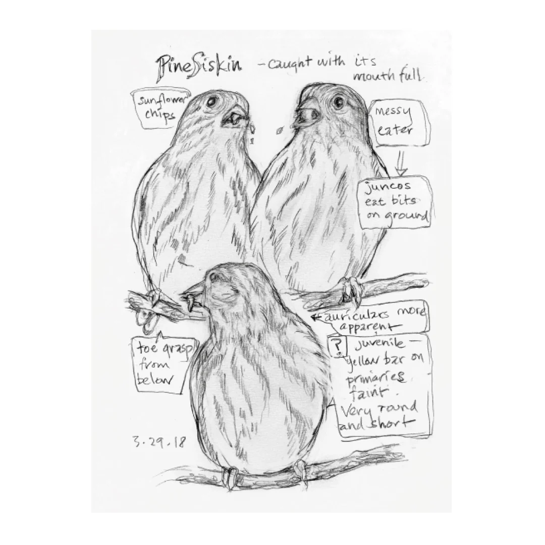 The Backyard Birds Chronicle - Image 3