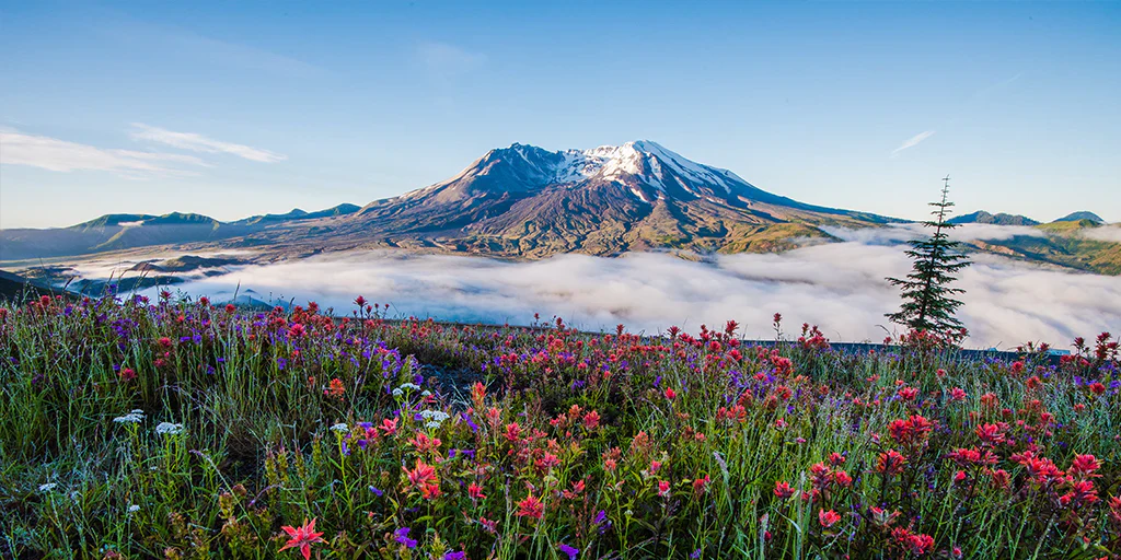 The Mountain Pint - Mt. St. Helens - Image 2