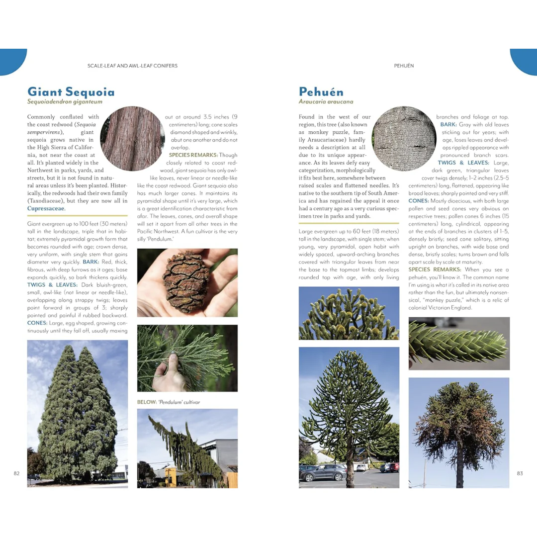 The Trees Around You - Image 2