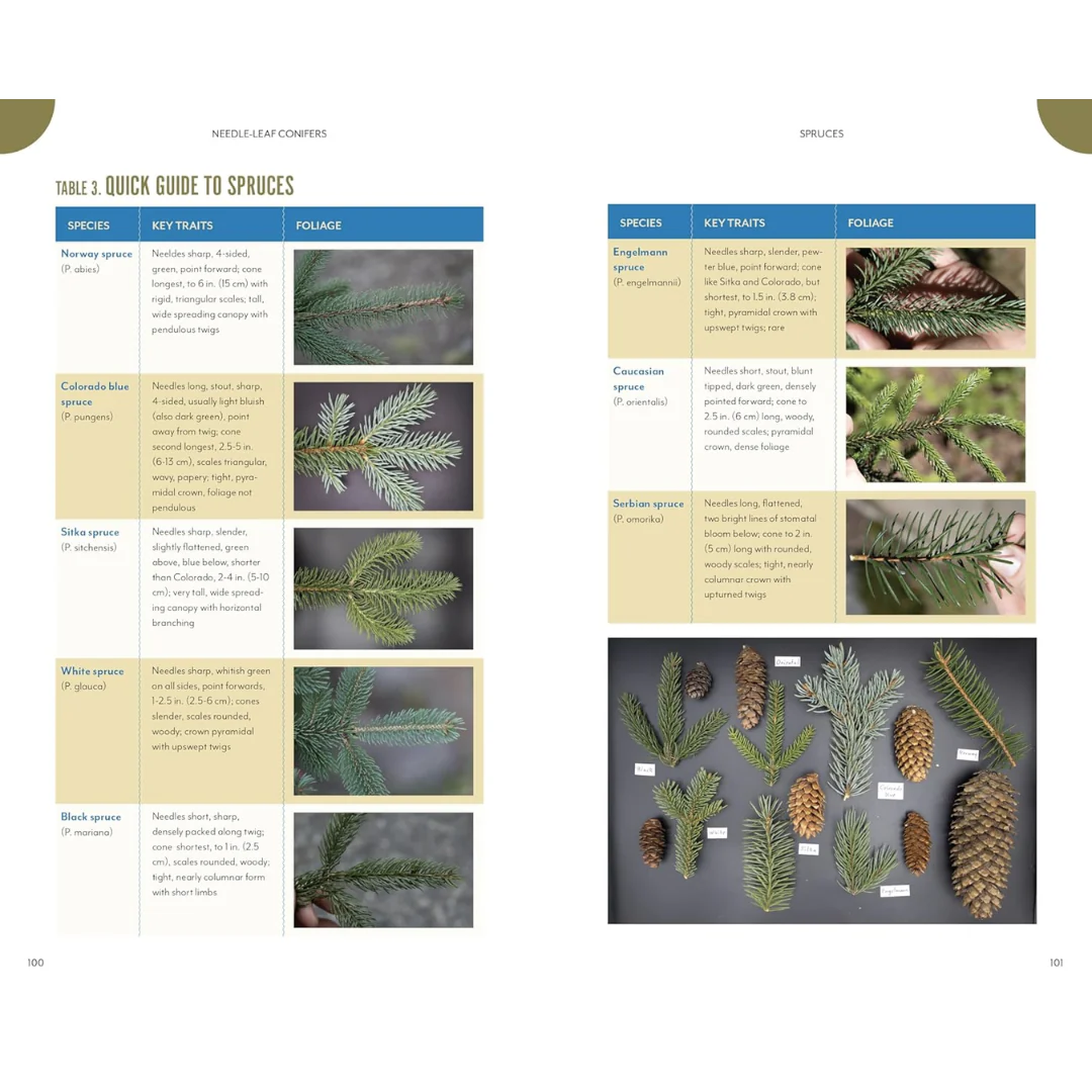 The Trees Around You - Image 3